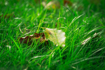 Green Grass texture Background
