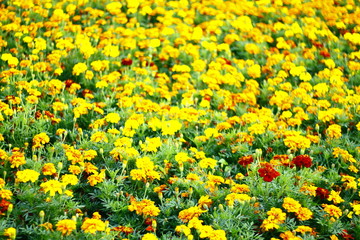 Background with flowers, many different colors, summer and very beautiful.