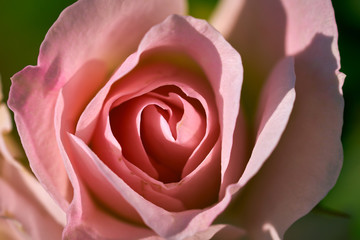 Fototapeta na wymiar Beautiful macro Rose 