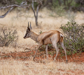 Bronze Springbok
