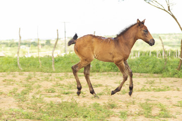 Fototapeta premium Cavalo Filhote 