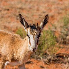 Springbok Antelope