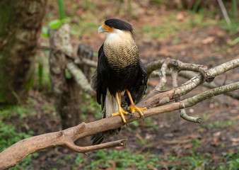 caracara gets a side profile while on a perch