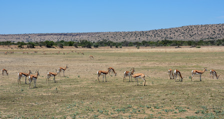Springbok Herd