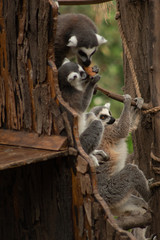Animales jugando