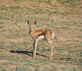 Juvenile Springbok