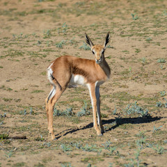 Juvenile Springbok