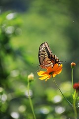 アゲハ蝶　キバナコスモス
