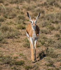 Springbok Antelope