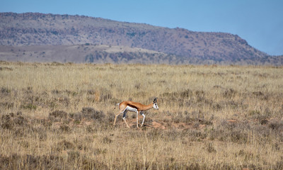 Naklejka premium Springbok