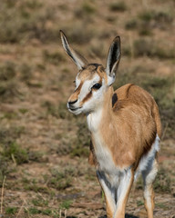 Naklejka na ściany i meble Springbok Antelope
