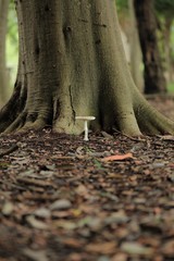公園の雑木林に生えてきたきのこ