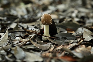 公園の雑木林に生えてきたきのこ