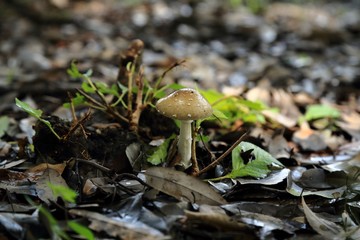 公園の雑木林に生えてきたきのこ