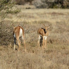 Springbok With Calf