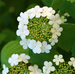 Blooming arrow-wood also known as viburnum or snowball tree close up view