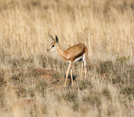 Juvenile Springbok