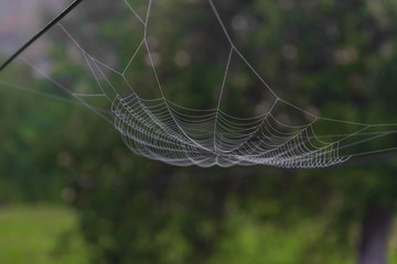Hanging spider web in front of the green and blurry nature background