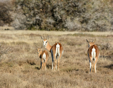 Springbok With Calf