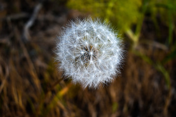 Closeup of a fluffy white dandelion flower with a blurred background