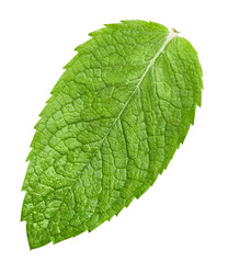 Obraz premium mint leaves isolated