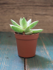 Natural green cactus, aloe succulent in a pot on wooden background