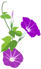 Vector illustration of Morning glory flowers with leaves isolated on white background_Japanese Asagao flowers