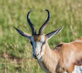Springbok