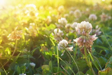 meadow clover at sunset.field grass in the sun.meadow flowers 