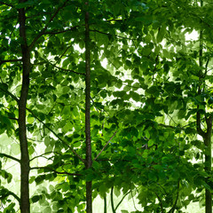 Fototapeta na wymiar Underneath a canopy of overlapping green leaves; pattern made of many leaves in layers and various shades of green