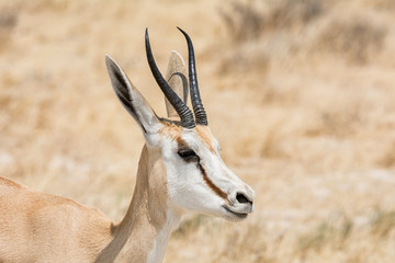 Springbok Antelope