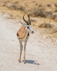 Springbok Antelope