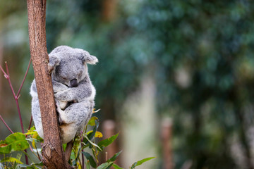 A Koala Bear sleeping in a tree