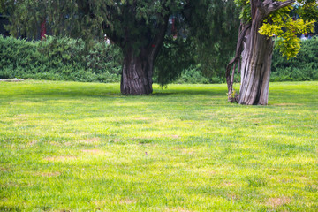 Obraz premium Summer lawn at sunset