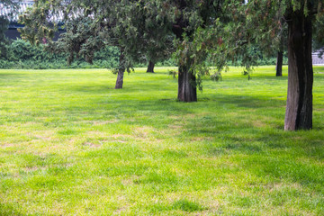 Summer lawn at sunset