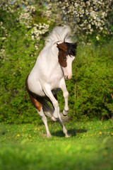 Naklejka premium Bay pinto horse run fun in spring landscape