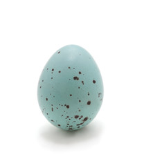 Single blue spotted egg.