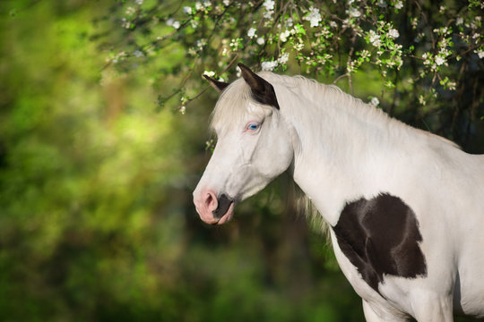 Pinto horse close up portrait in spring blossom