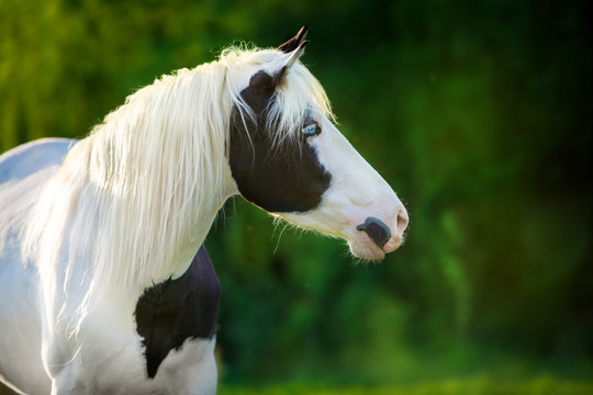 Pinto horse close up portrait