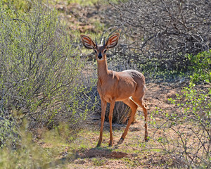 Steenbok Antelope