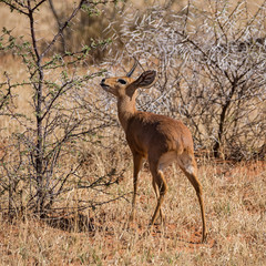 Male Steenbok