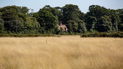 Obraz na płótnie Canvas Across The Meadow