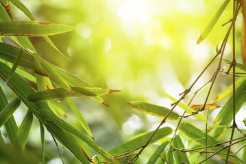 Photo sur Plexiglas Bambou bamboo leaf in bright sunlight background