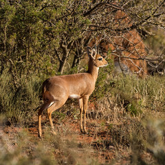 Steenbok