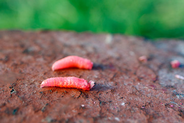 two maggots of red crawling on a red red brick, the backdrop of green grass