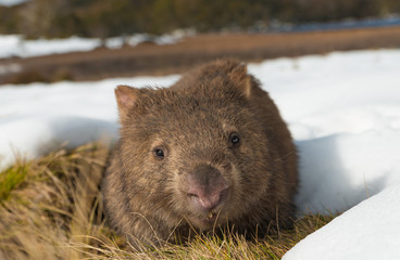 Vombatus ursinus,  Common or  coarse-haired, bare-nosed wombat - Endemic Australian Marsupial Animal grazing in wild natural habbitat in winter with snow around the burrow.