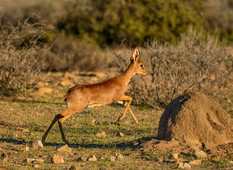 Steenbok