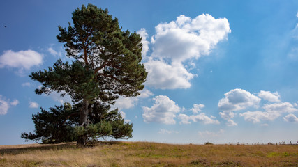 Fototapeta na wymiar tree and blue sky