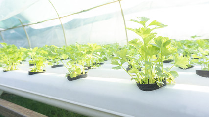 Vegetables growing in greenhouse Hydroponics in black plastic cup on the white rails,Close up.