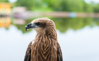 Healthy brown hawk portrait with blurred lake background